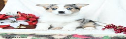 Welsh Corgi Pembroke dogs for sale: Bells - Ad 5