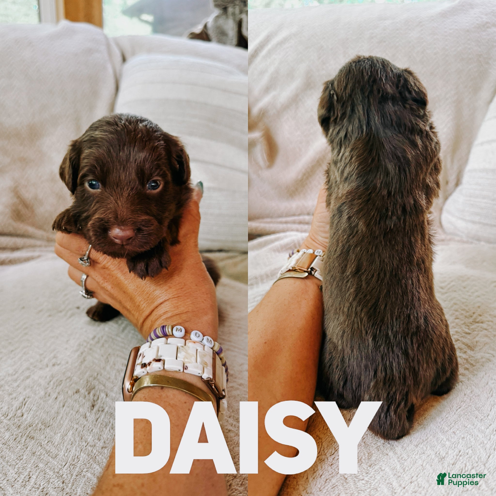 Aussiedoodle dogs Daisy  - Ad 15