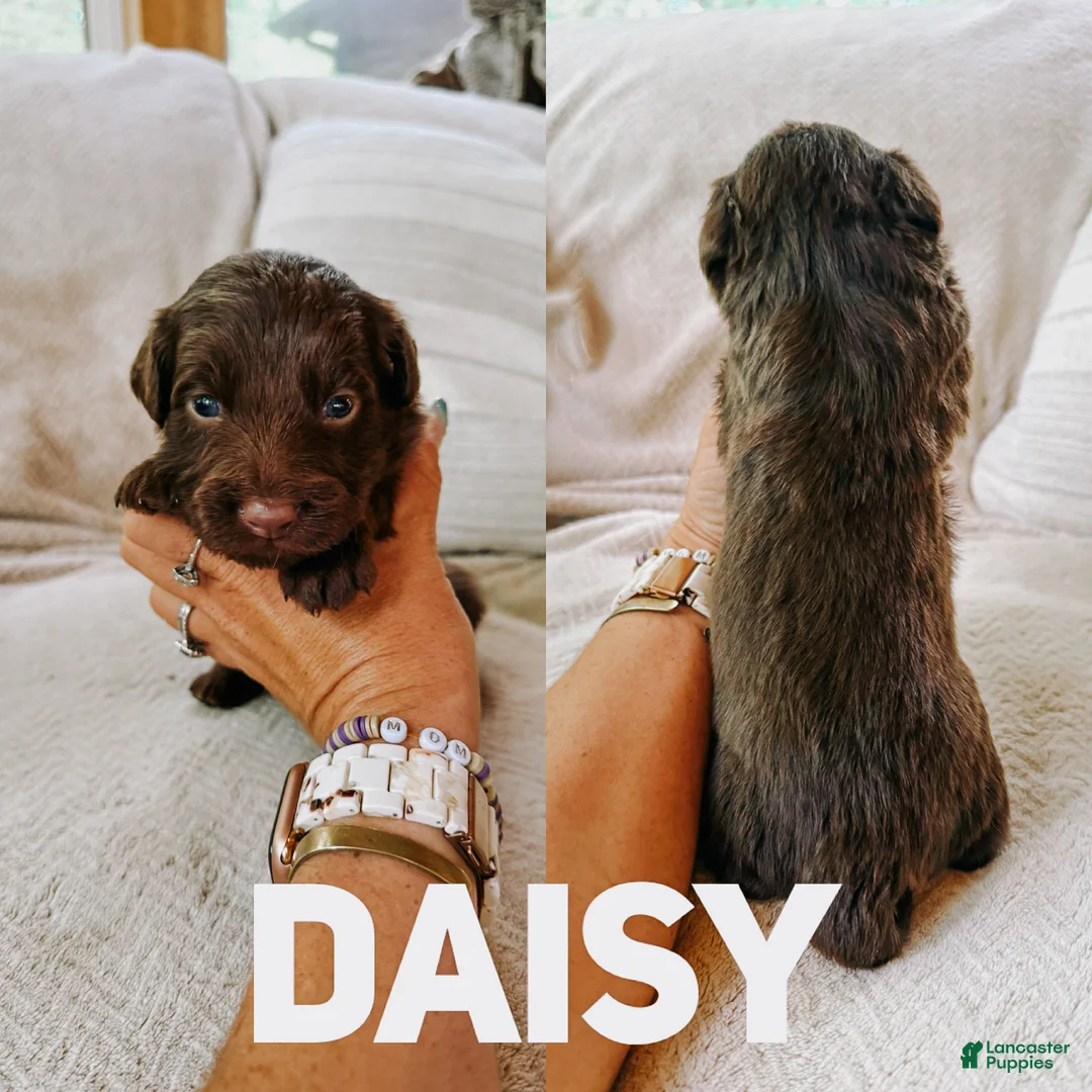 Aussiedoodle dogs for sale: Daisy  - Ad 1