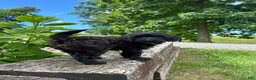 Mini Goldendoodle dogs for sale: Luna - Ad 4