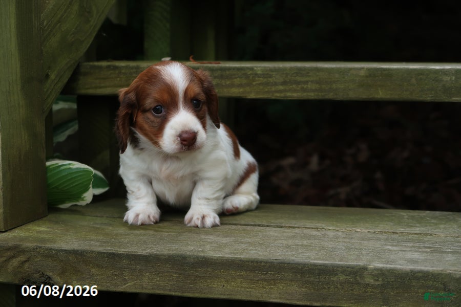 Miniature Dachshund dogs Amy - Ad 1