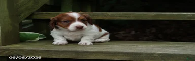 Amy