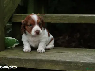 Miniature Dachshund dogs for sale: Amy - Ad 3