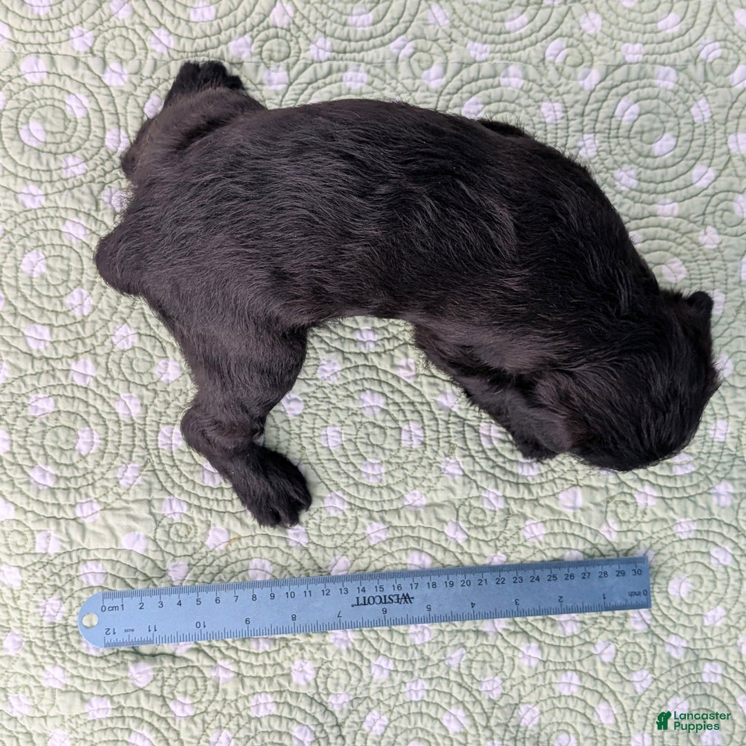 Mixed Breed dogs for sale: Black Prince - Ad 13