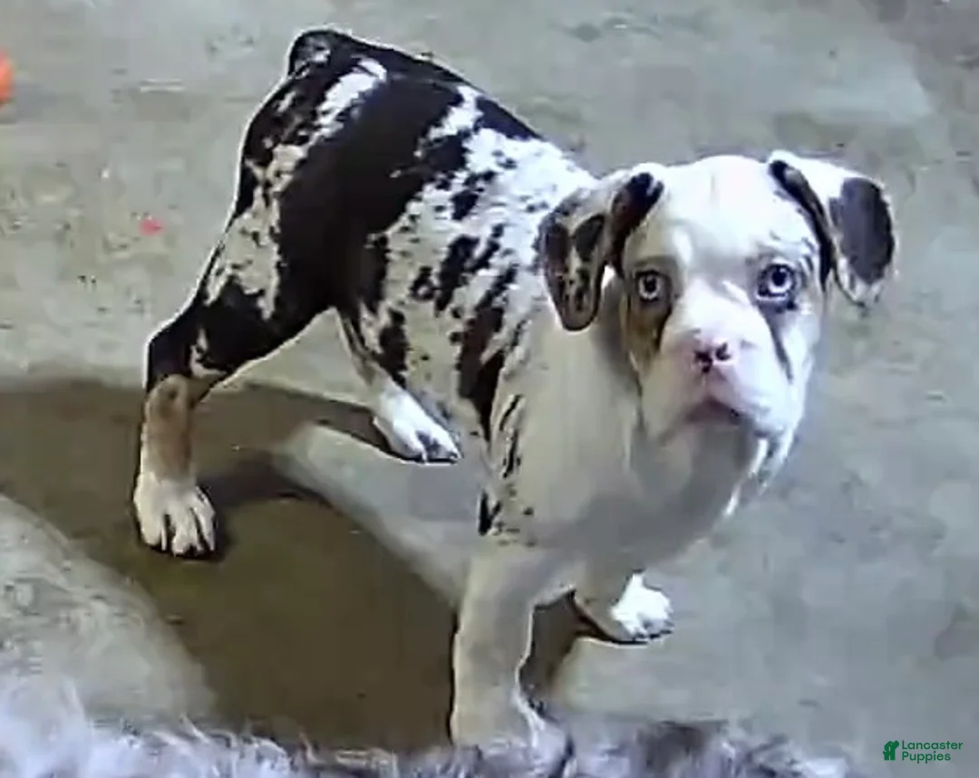 French Bulldog dogs for sale: Onyx - Ad 2