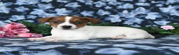 Jack Russell Terrier dogs for sale: Arlin - Ad 2