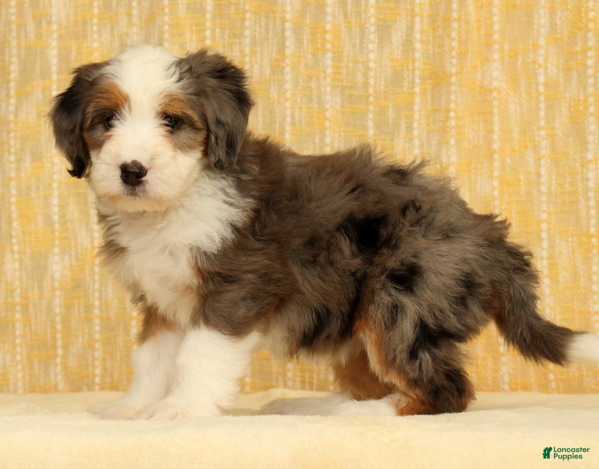 Mini Bernedoodle dogs Oakley - Ad 1