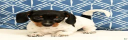 Miniature Dachshund dogs for sale: Reed - Ad 6