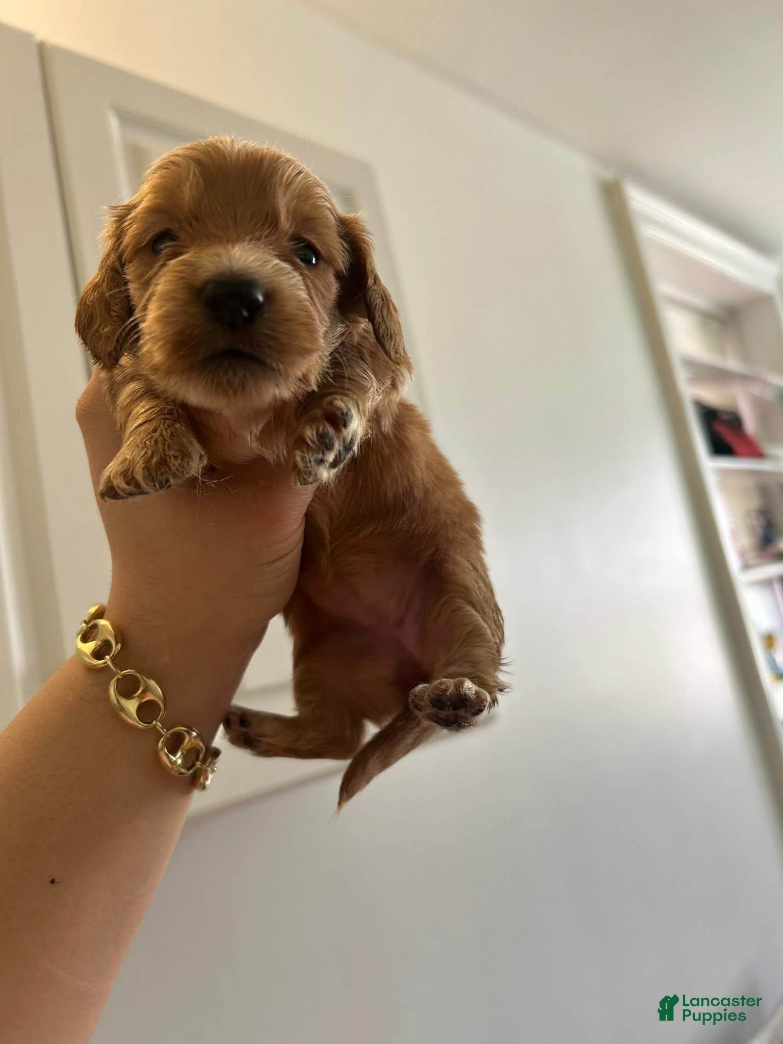 Miniature Dachshund dogs Miniature Dachshund Puppy 4 - Ad 23