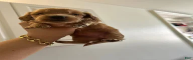 Miniature Dachshund Puppy 4