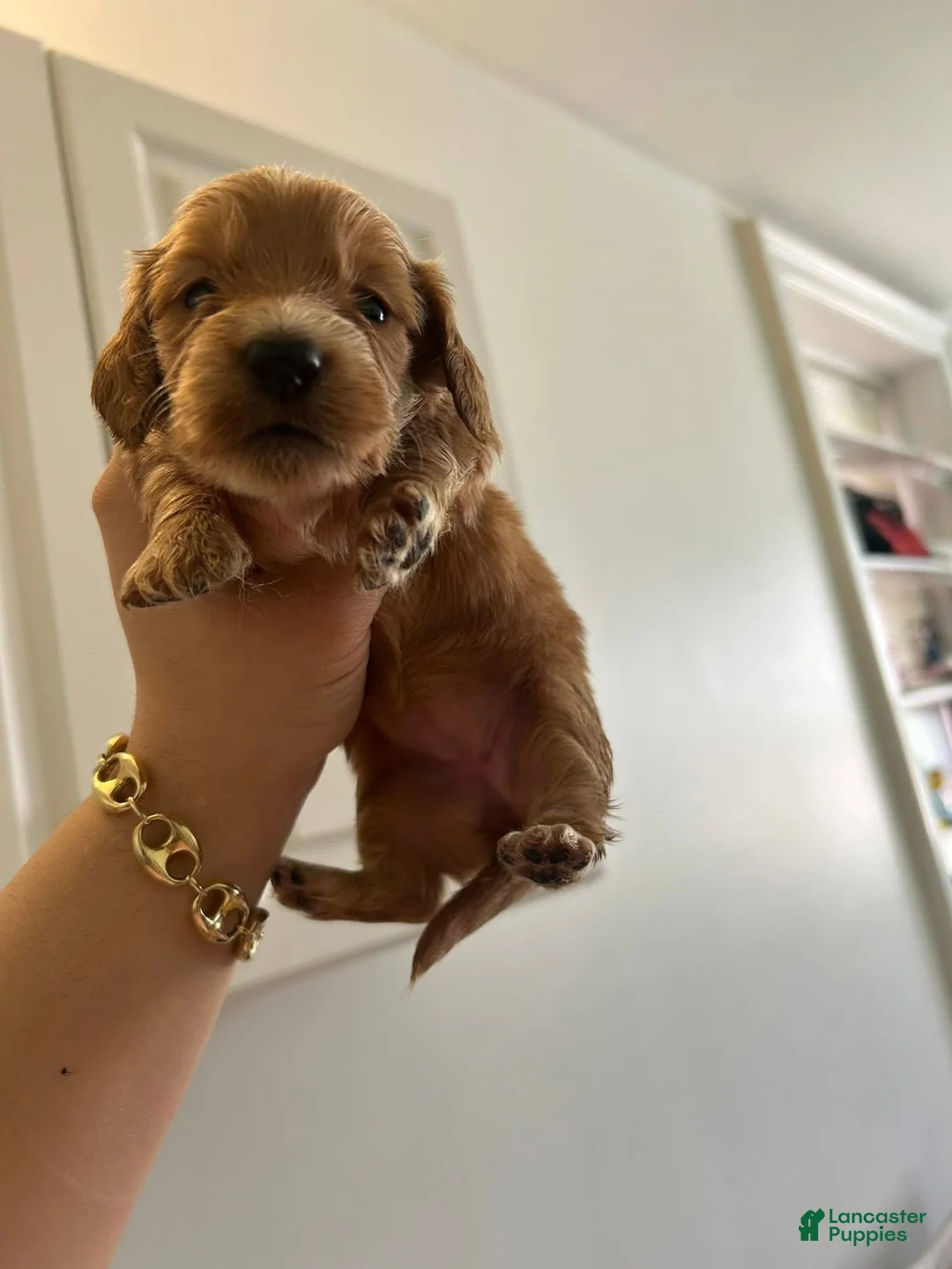 Miniature Dachshund dogs for sale: Miniature Dachshund Puppy 4 - Ad 1