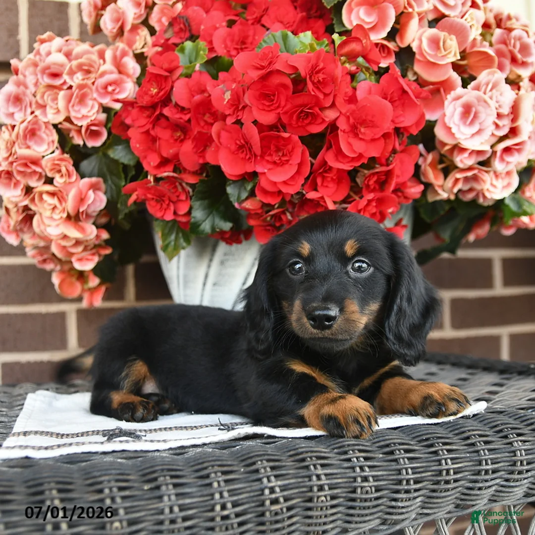 Miniature Dachshund dogs for sale: Tippy  - Ad 5