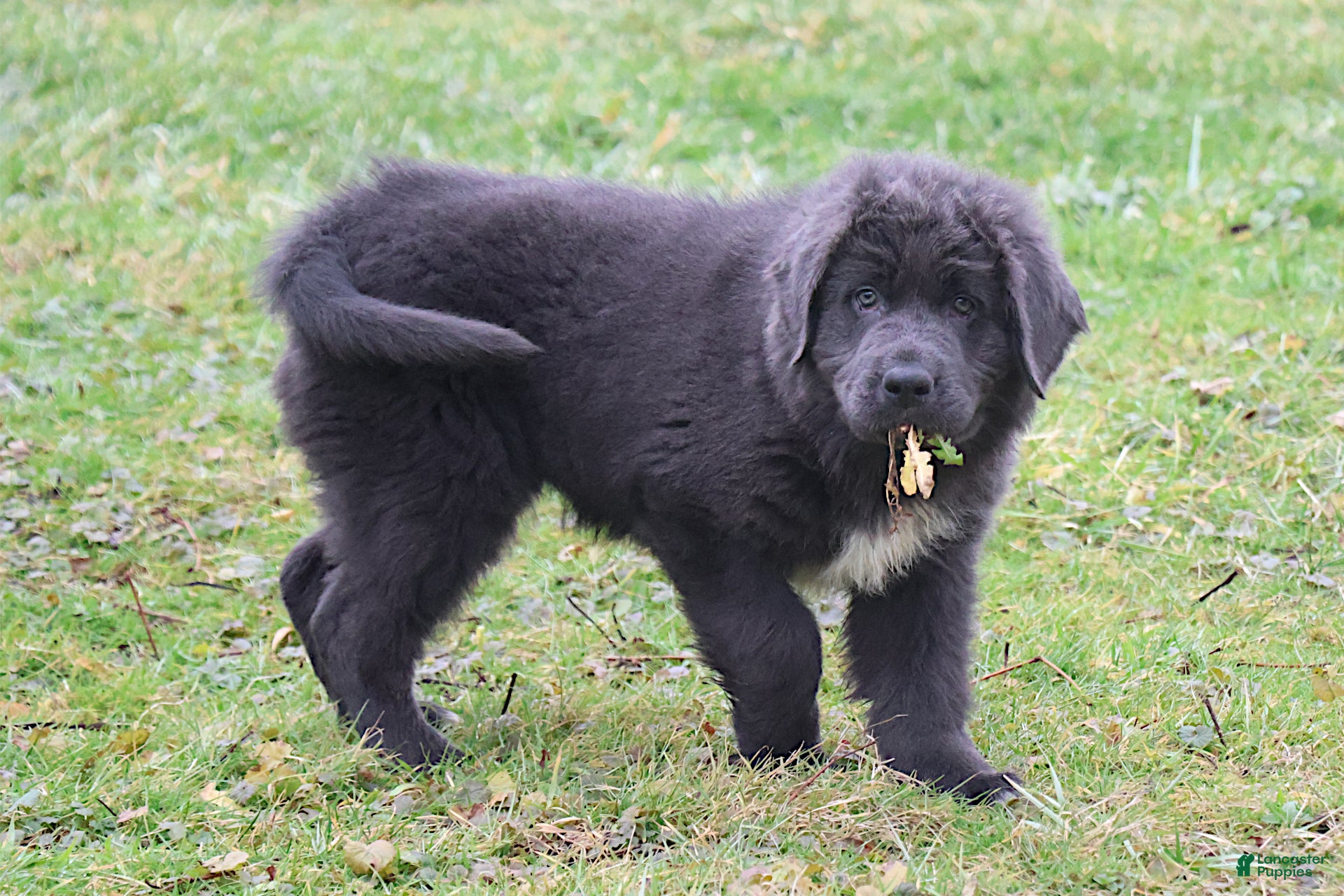 Newfoundland dogs Dolly - Ad 8