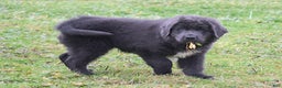 Newfoundland dogs for sale: Dolly - Ad 2
