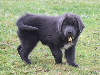 Newfoundland dogs Dolly - Ad 8