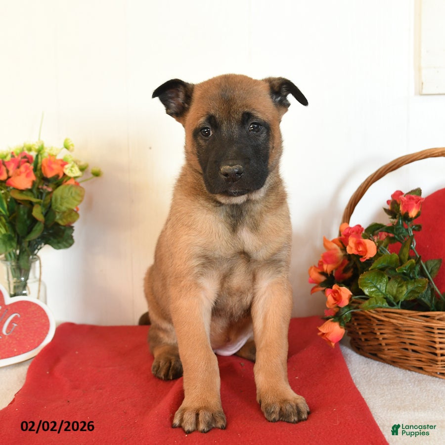 Belgian Malinois dogs Roxanne - Ad 2