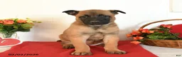 Belgian Malinois dogs for sale: Roxanne - Ad 2