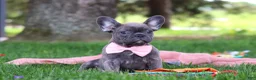 French Bulldog dogs for sale: Lucy - Ad 7