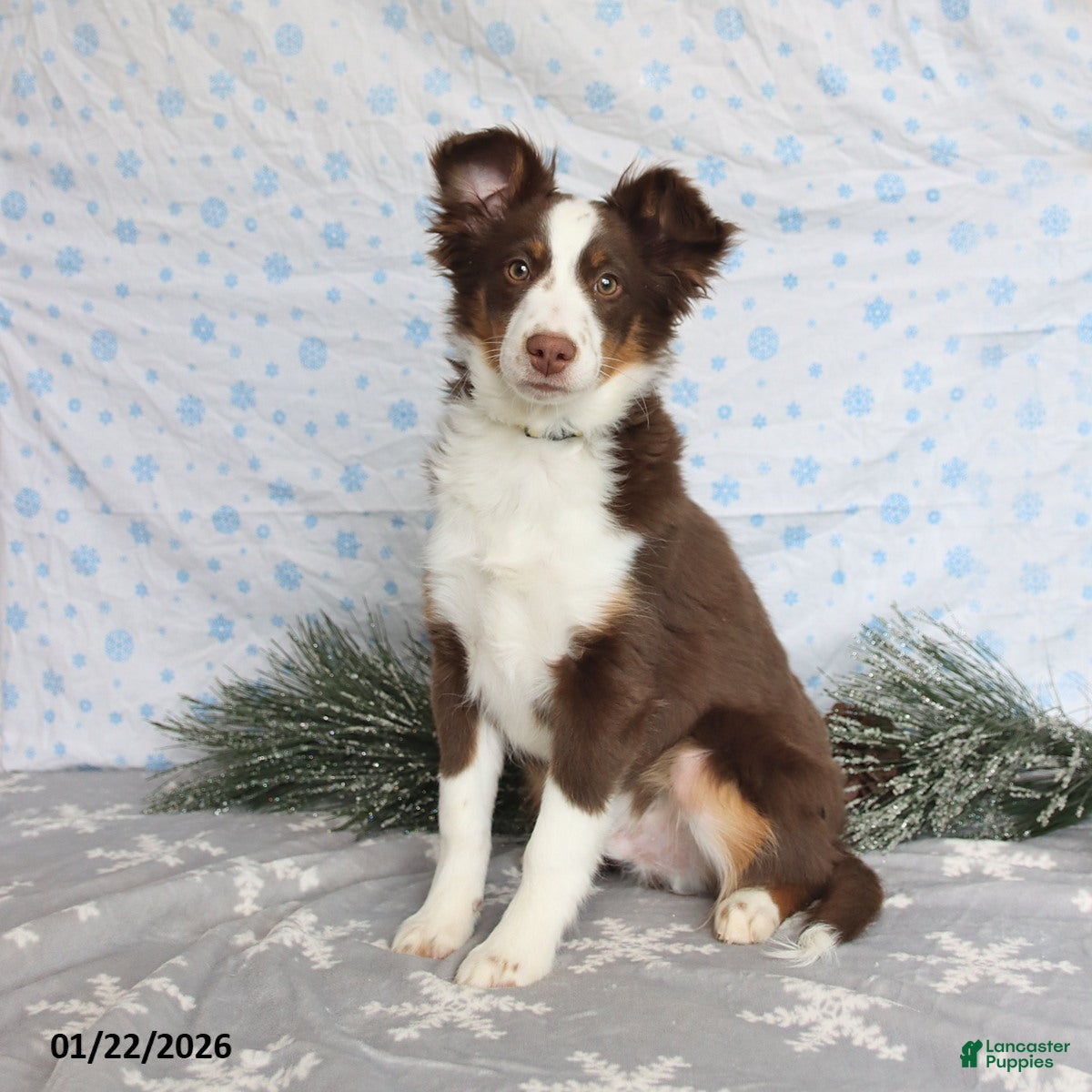 Miniature Australian Shepherd dogs Maverick - Ad 15