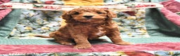 Goldendoodle dogs for sale: Molly - Ad 4
