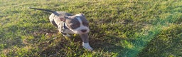 American Bully dogs for sale: Classic  - Ad 7