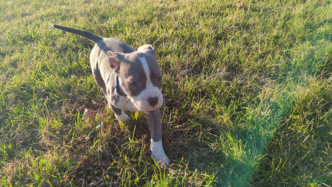 American Bully dogs for sale: Classic  - Ad 7