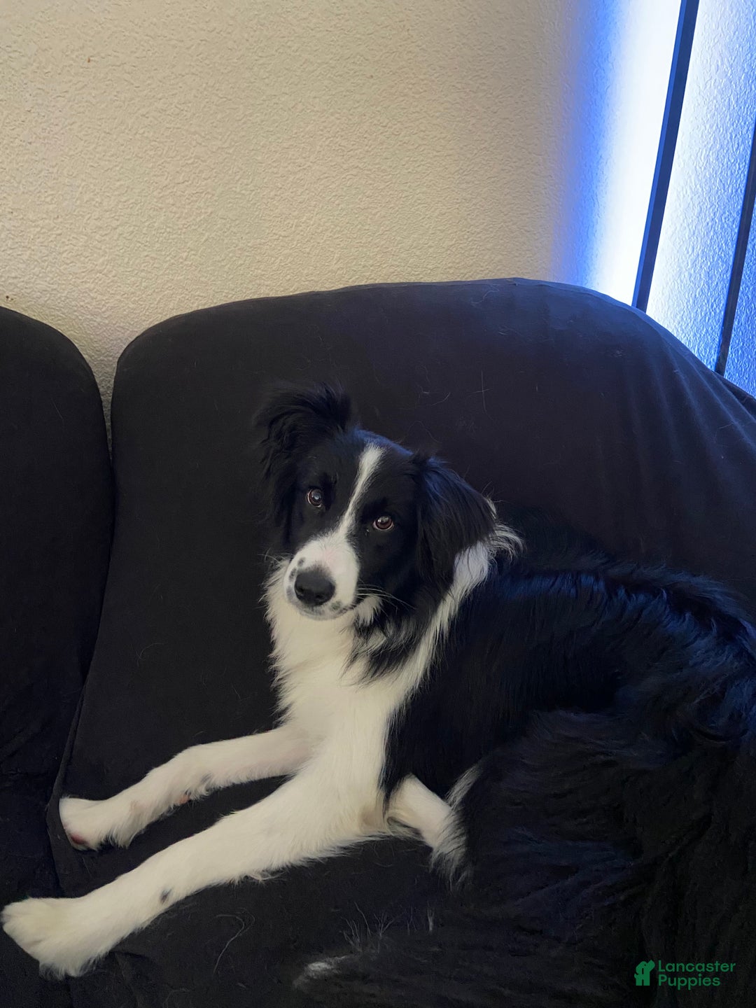 Mixed Breed dogs for sale: Mixed Breed Puppy 1 - Ad 5