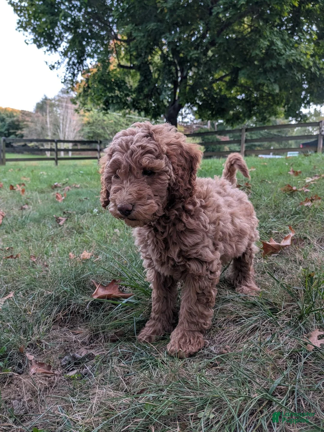 Miniature Labradoodle dogs for sale: Melanie - Ad 2