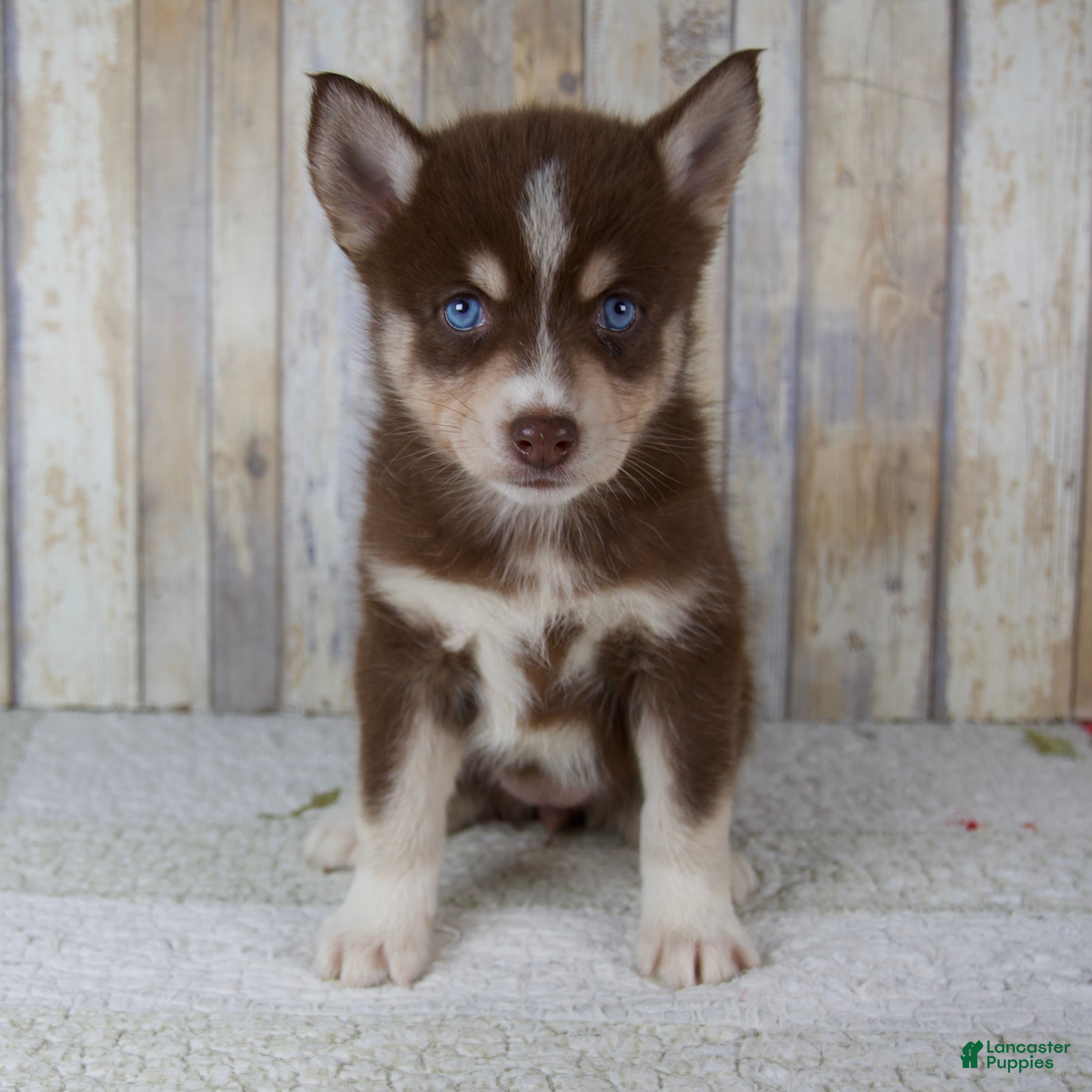 Pomsky dogs Chloe - Ad 1