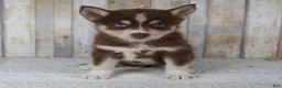 Pomsky dogs for sale: Chloe - Ad 1
