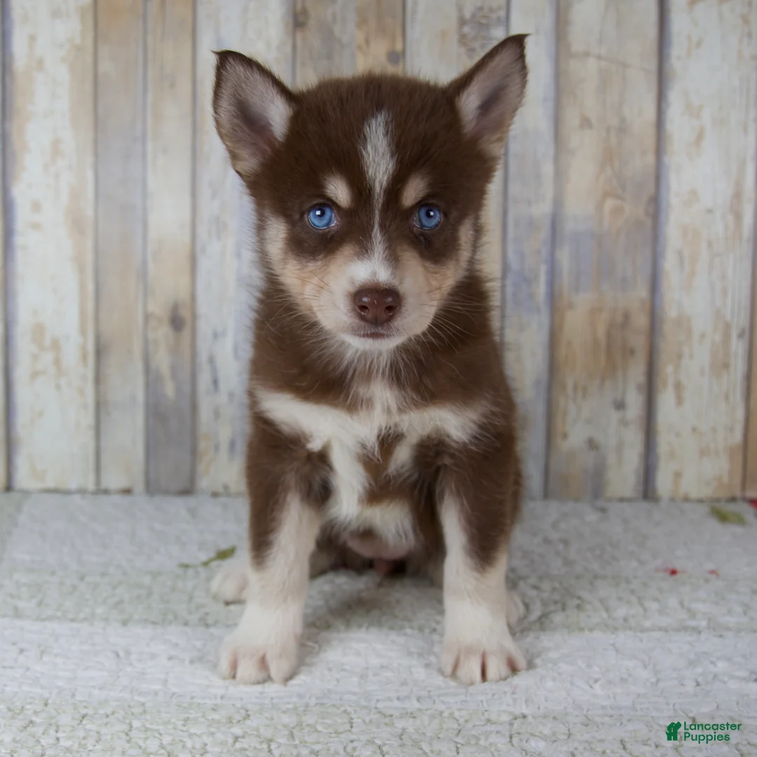 Pomsky dogs for sale: Chloe - Ad 1
