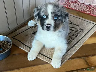 Australian Shepherd dogs Chandler - Ad 30