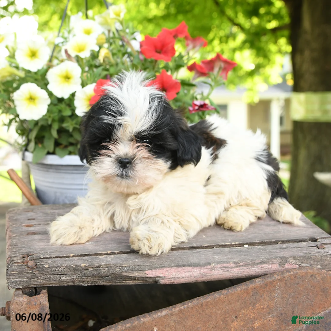 Teddy Bear dogs for sale: Eira - Ad 2