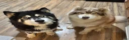 Siberian Husky dogs for sale: Red collar male - Ad 6