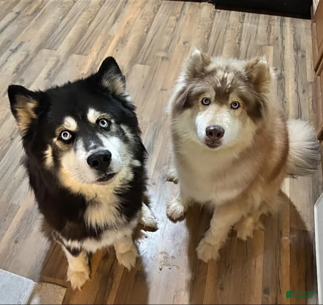 Siberian Husky dogs for sale: Red collar male - Ad 6