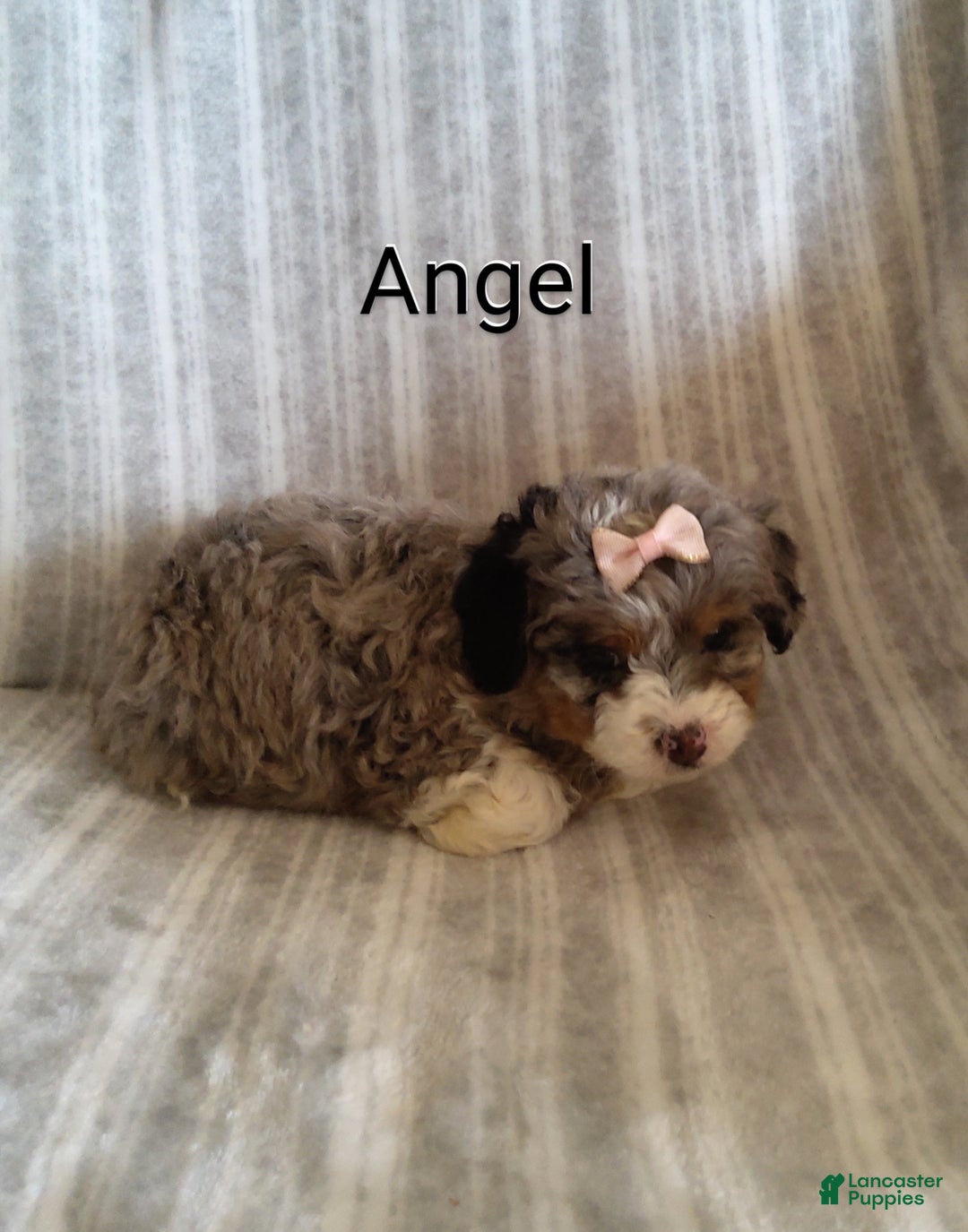 Mini Bernedoodle dogs for sale:  Angel  - Ad 5