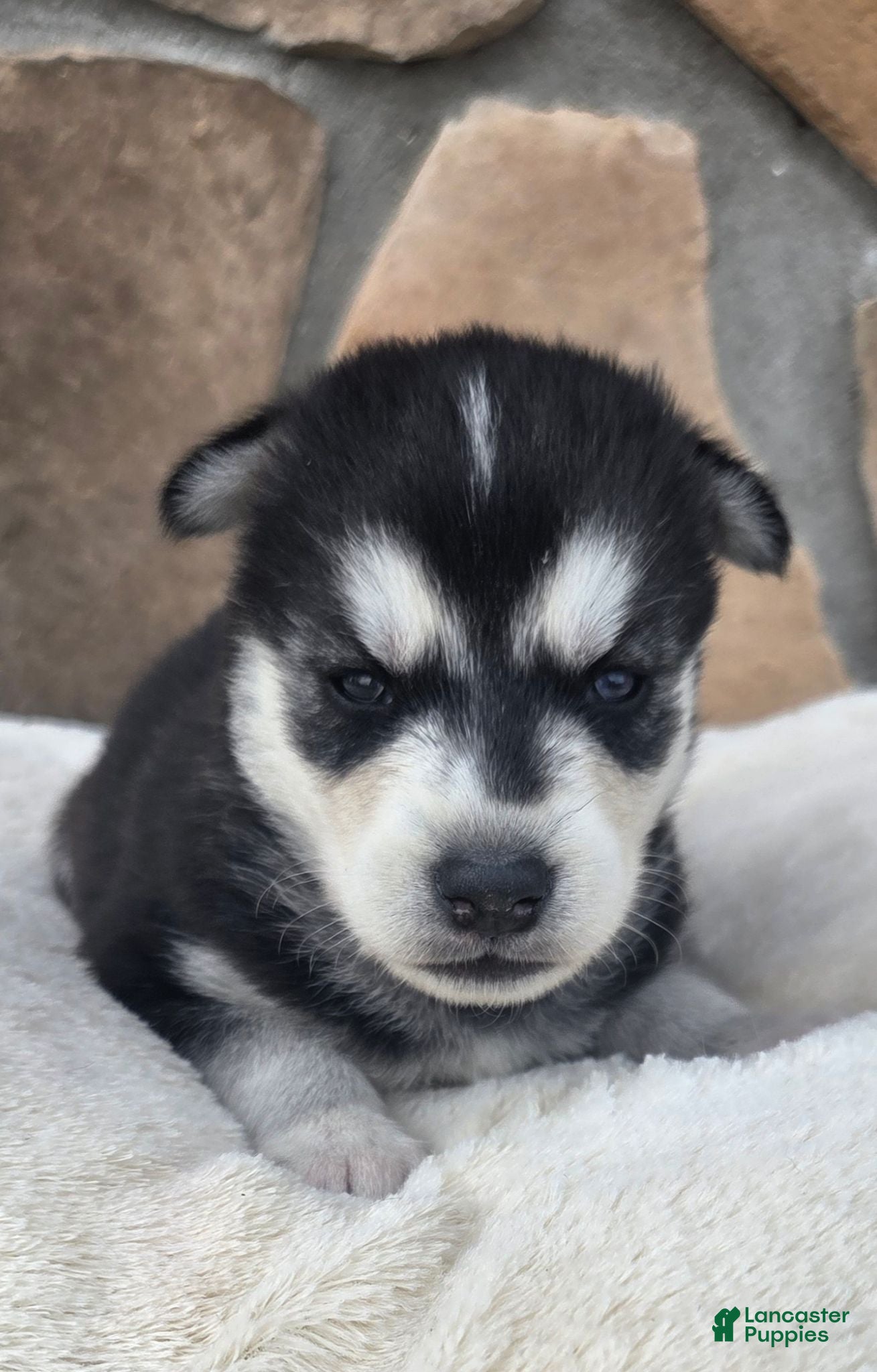 Siberian Husky dogs Gage - Ad 1