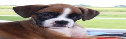 Boxer dogs for sale: Bella - Champ lines - Ad 1