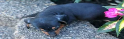 Miniature Dachshund dogs for sale:  Zack🐶 - Ad 18