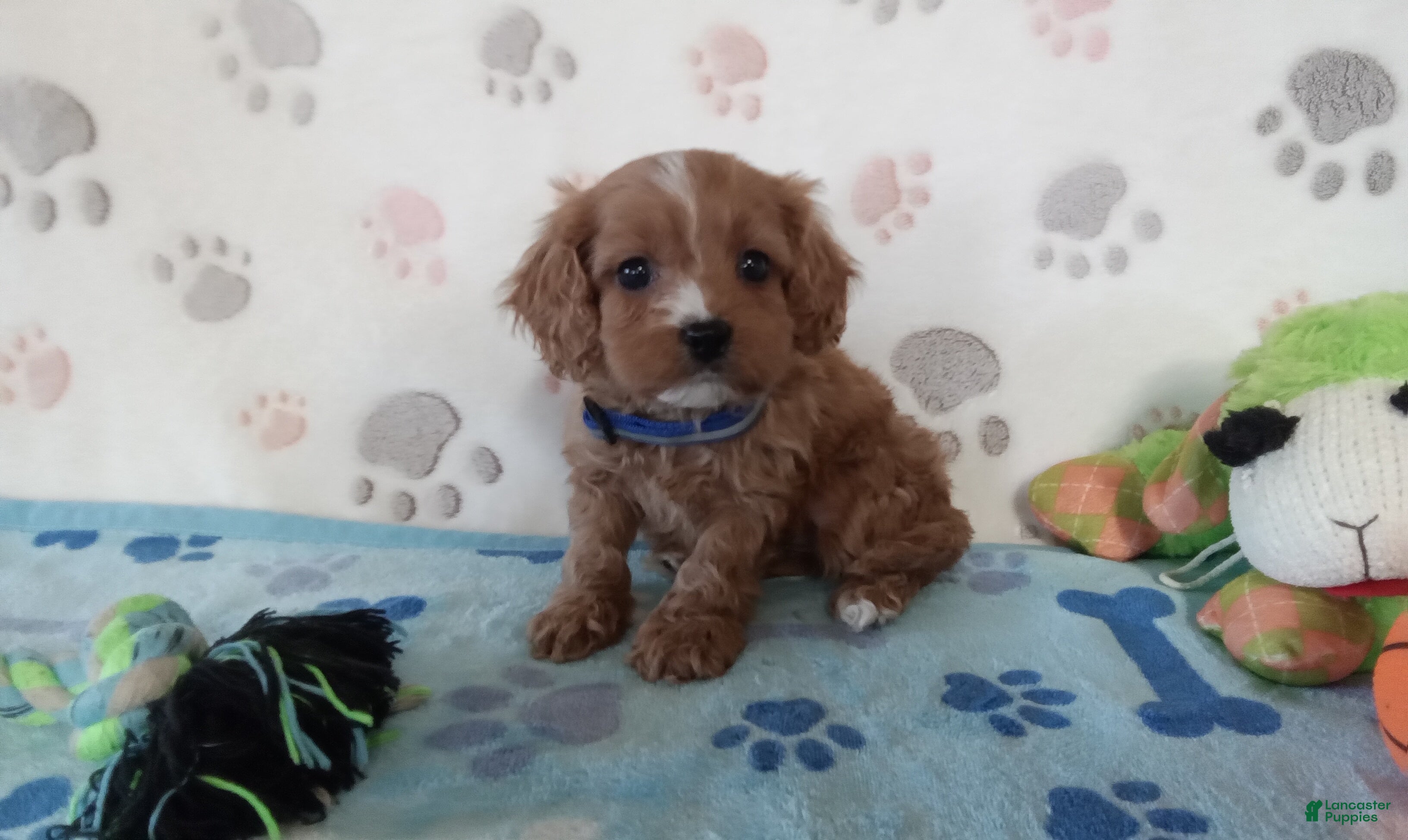 Cavapoo dogs Vernon  - Ad 2