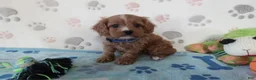Cavapoo dogs for sale: Vernon  - Ad 2