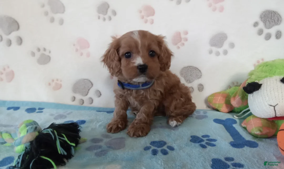 Cavapoo dogs for sale: Vernon  - Ad 2