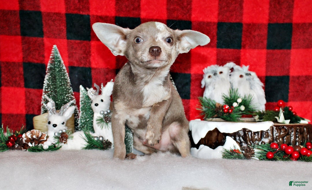 Chihuahua dogs for sale: Finnick - Ad 1