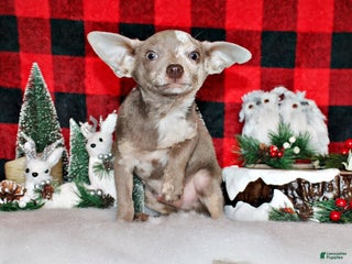 Chihuahua dogs Finnick - Ad 3