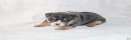 English Bulldog dogs for sale: Madalyn - Ad 4