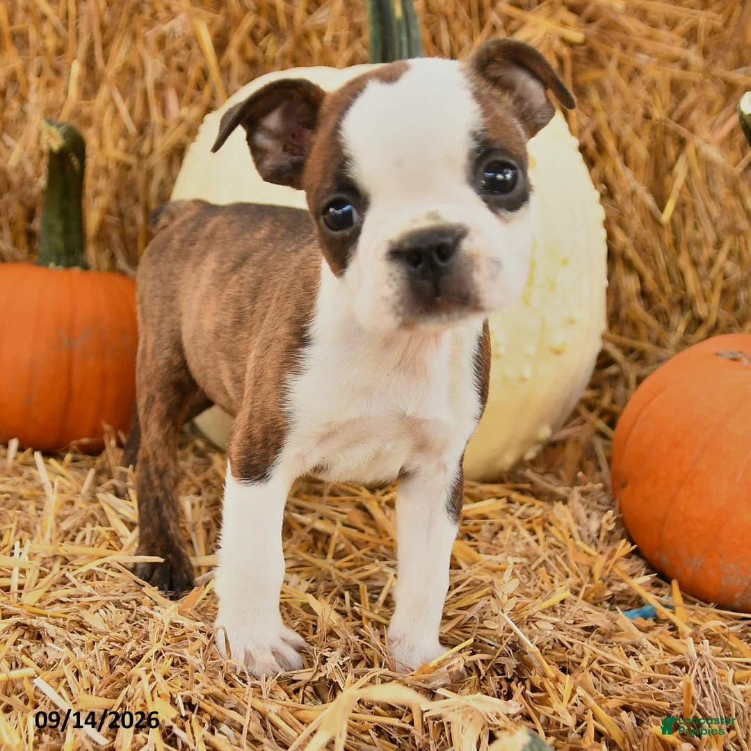 Boston Terrier dogs for sale: Charlie - Ad 2