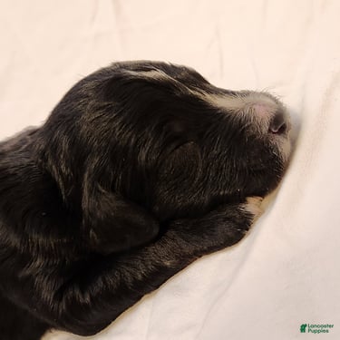 Mini Aussiedoodle dogs for sale: Trixie_Female Tri-Color Possible Phantom - Ad 3