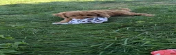 Cavapoo dogs for sale: Willow  - Ad 14