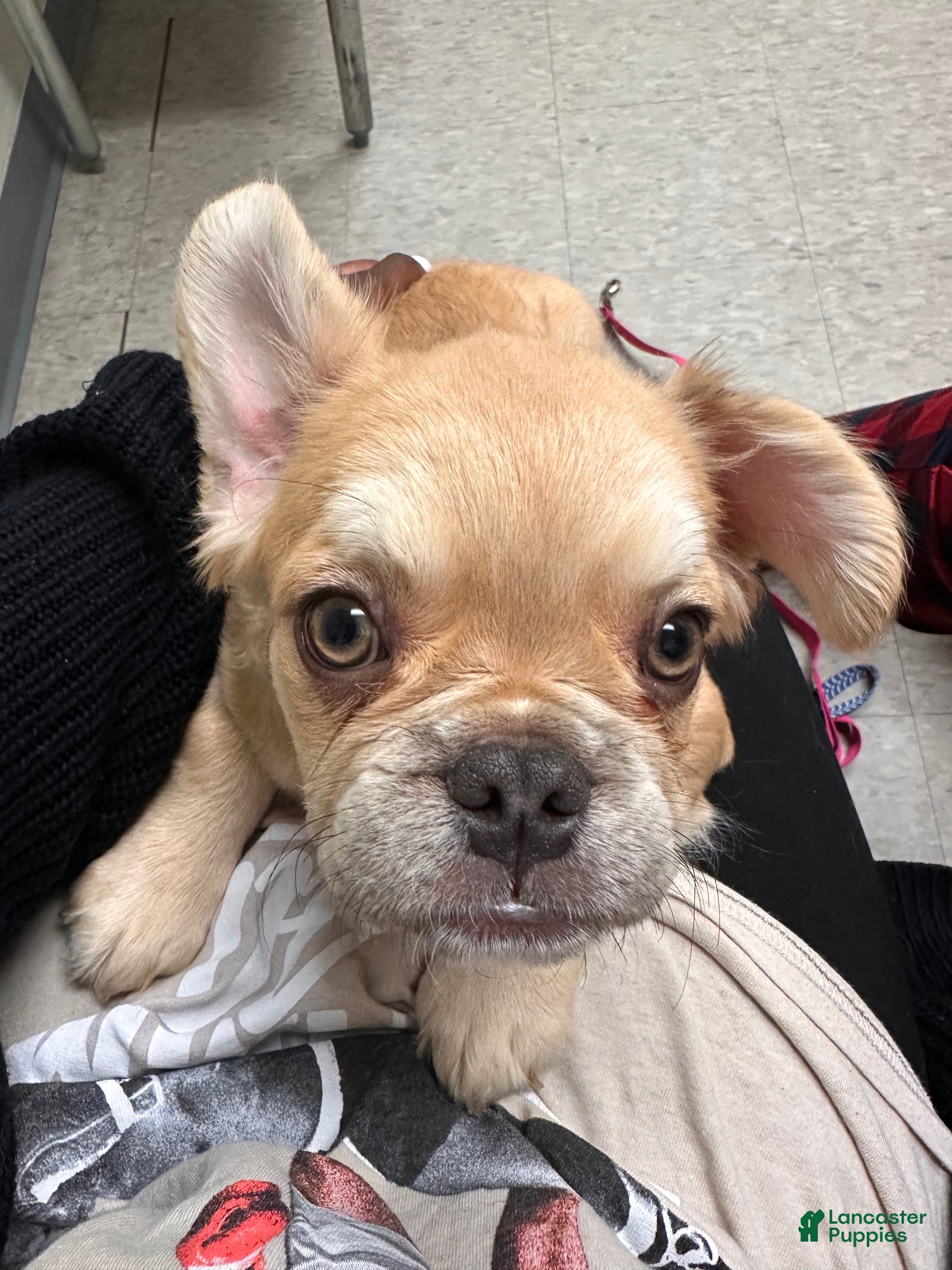 French Bulldog dogs for sale: French Bulldog Puppy 1 - Ad 1