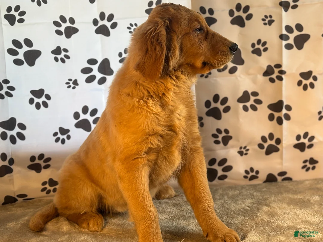 Golden Retriever dogs for sale: Jane - Ad 6